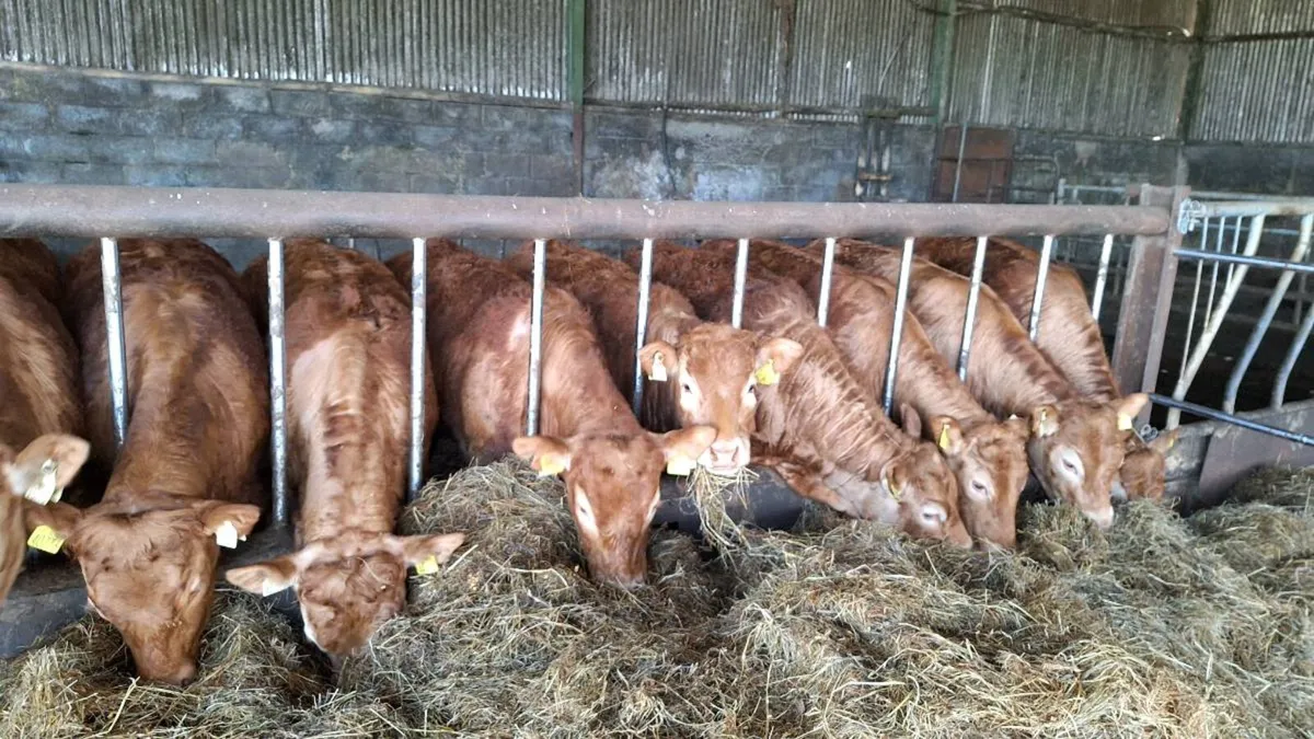 Carlow mart now lot 725 - Image 3