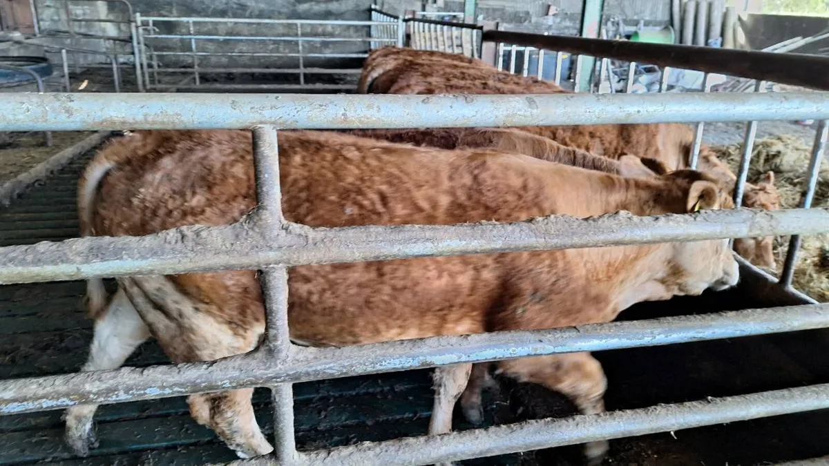 Carlow mart now lot 725 - Image 4