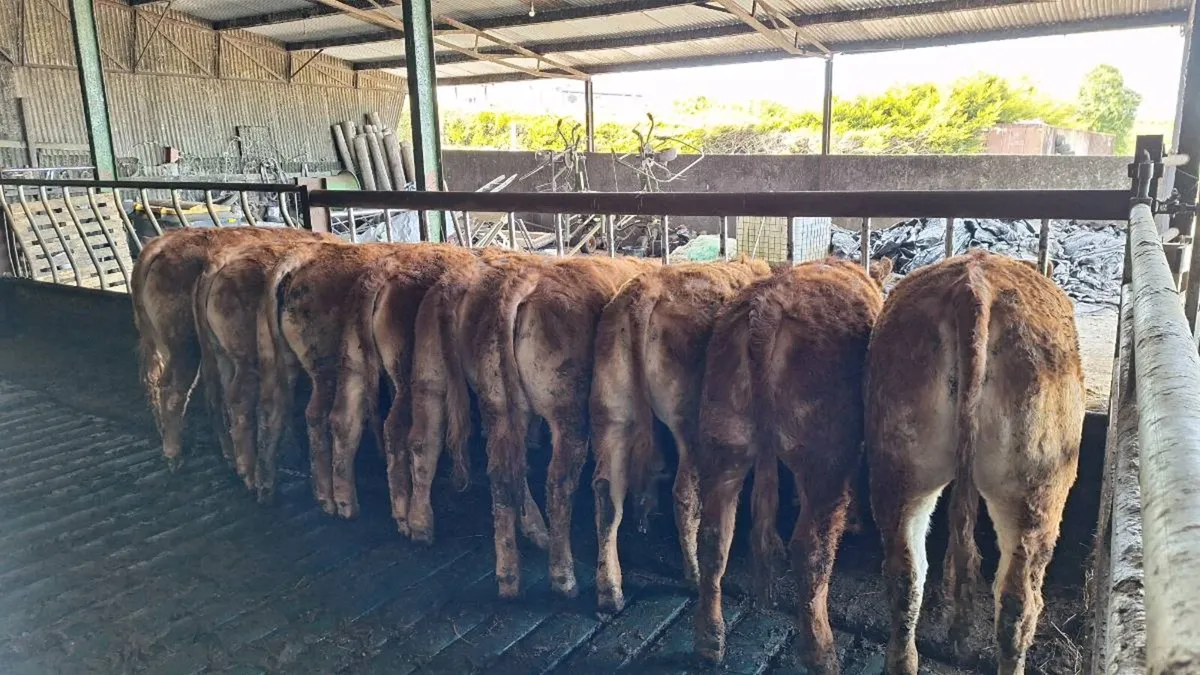 Carlow mart now lot 725 - Image 1