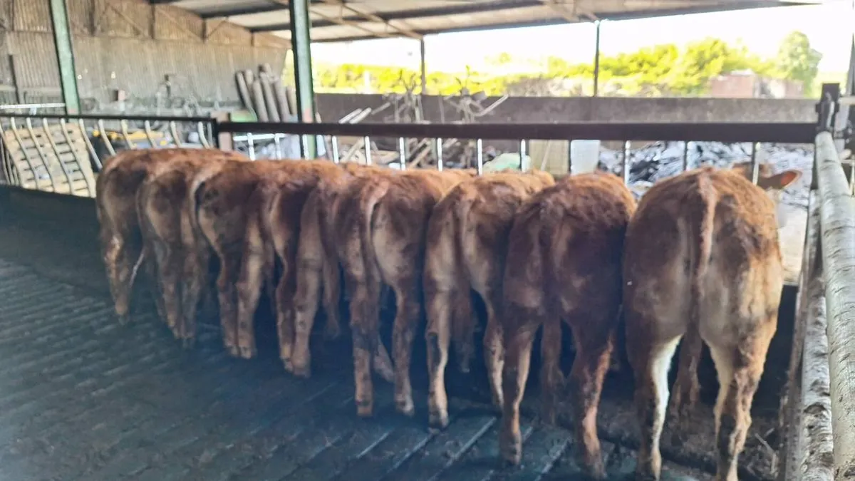 Carlow mart now lot 725 - Image 2