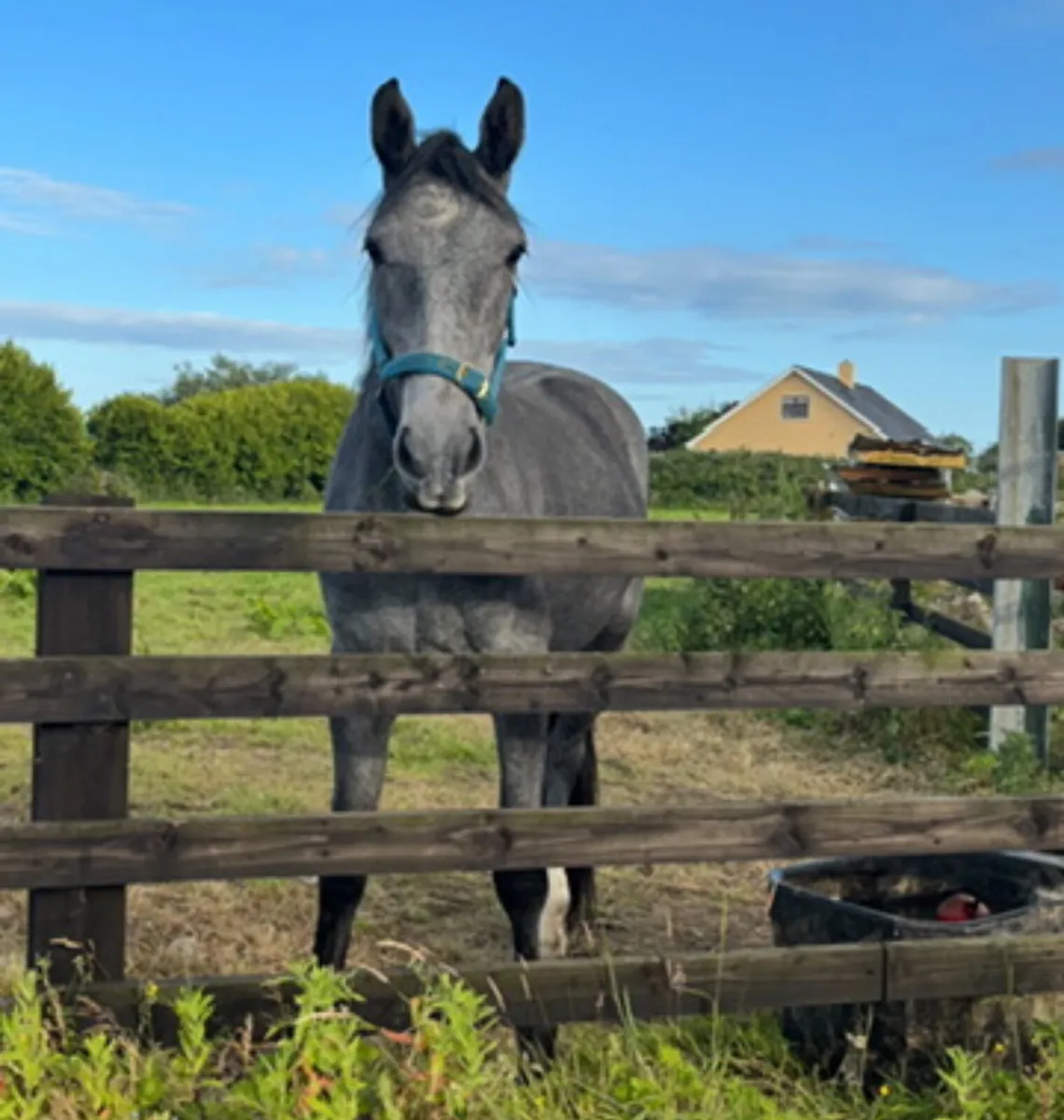 3y/o Irish Draught x Gelding - Image 1