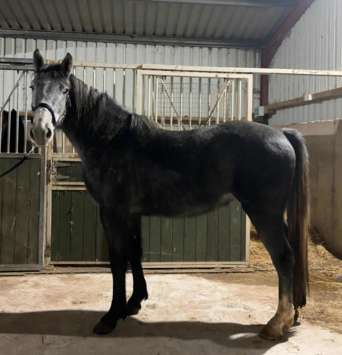 3y/o Irish Draught x Gelding - Image 2