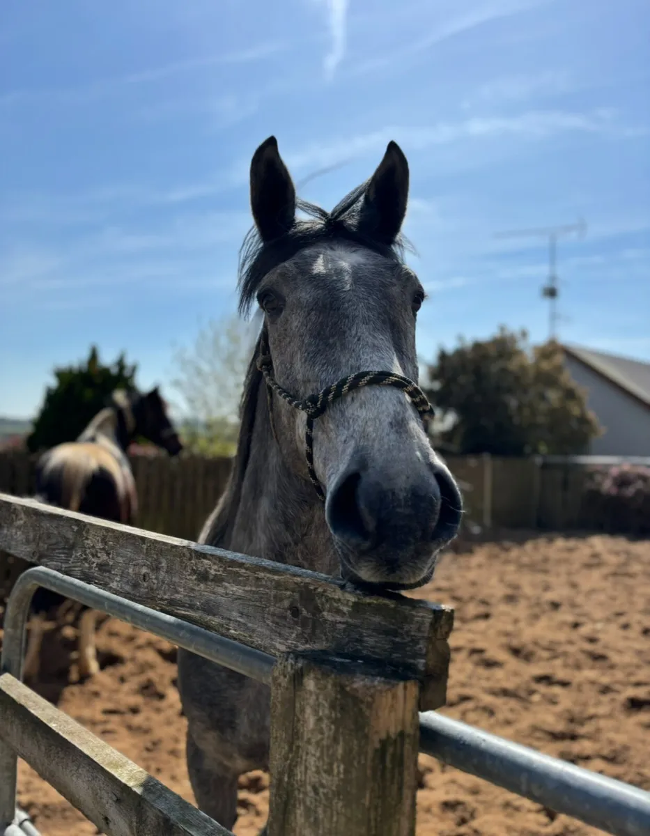3y/o Irish Draught x Gelding - Image 4