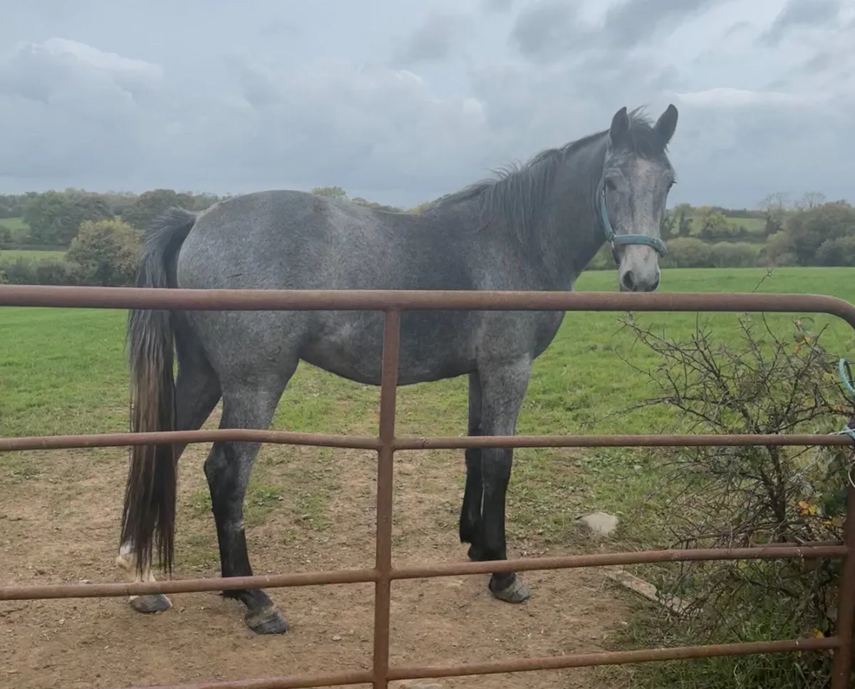 3y/o Irish Draught x Gelding - Image 3