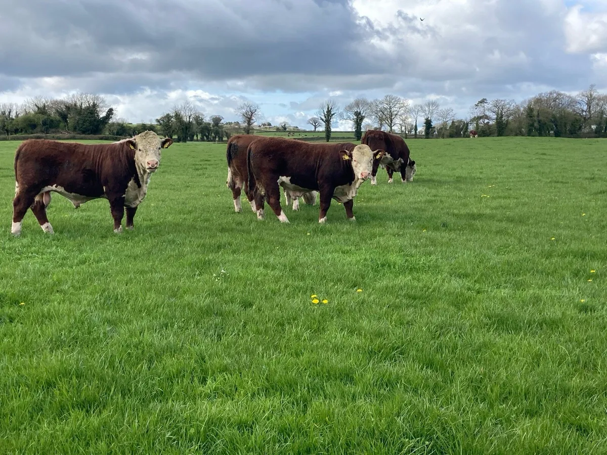 PB Hereford Bulls - Image 1