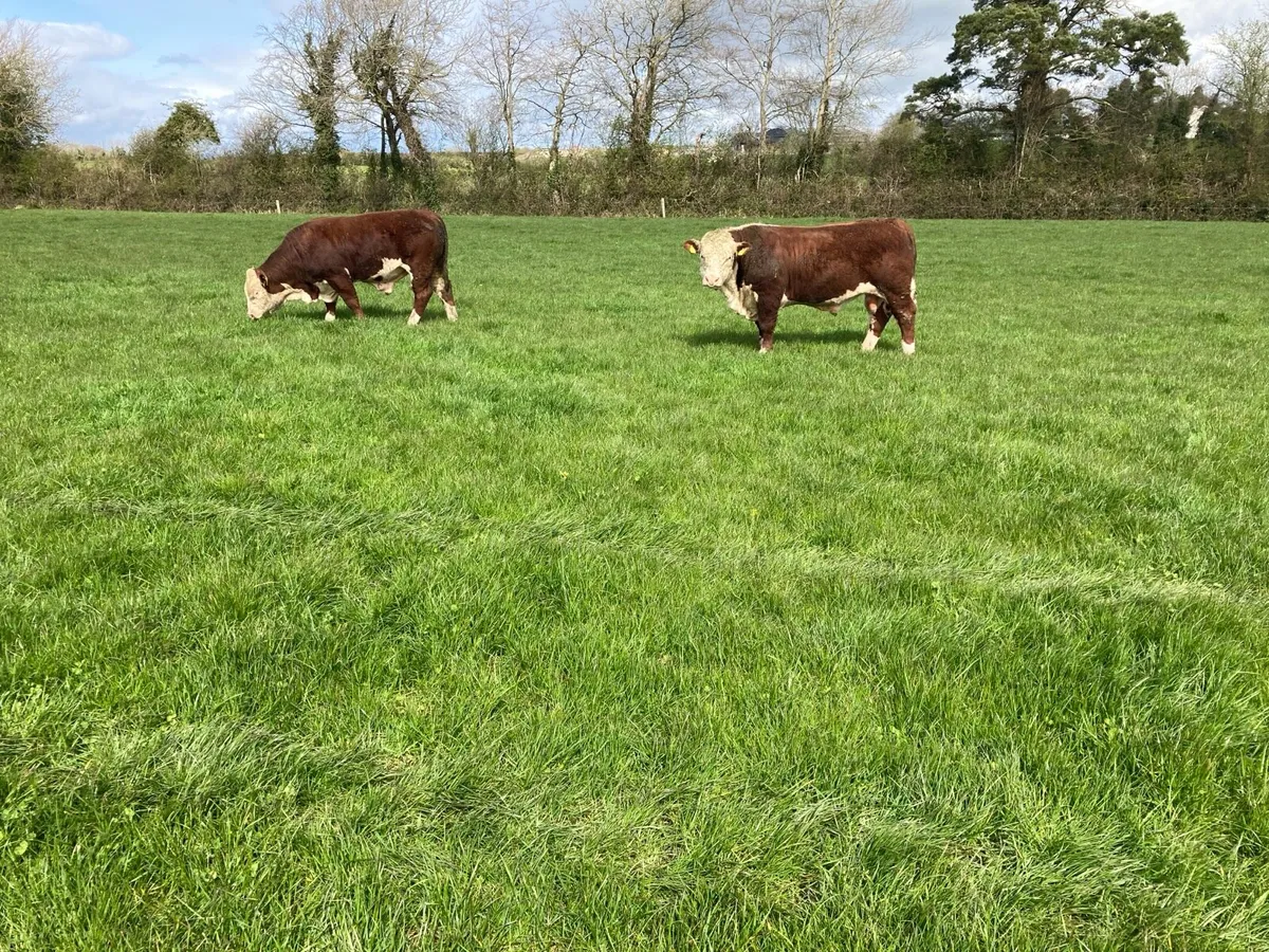 PB Hereford Bulls - Image 2