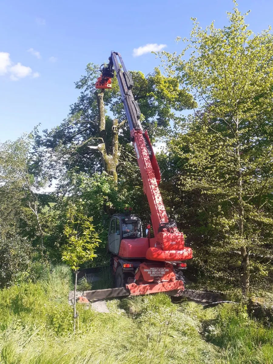 Dangerous tree removal - Image 1