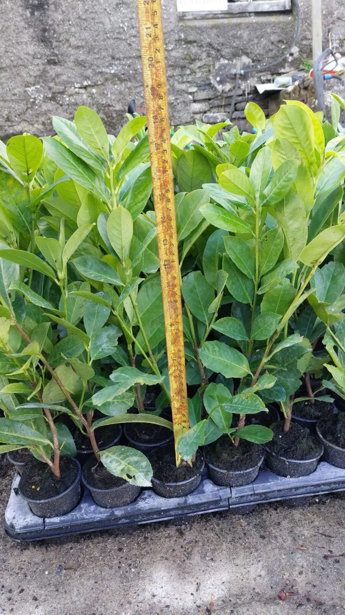 Laurel Hedging - Image 1