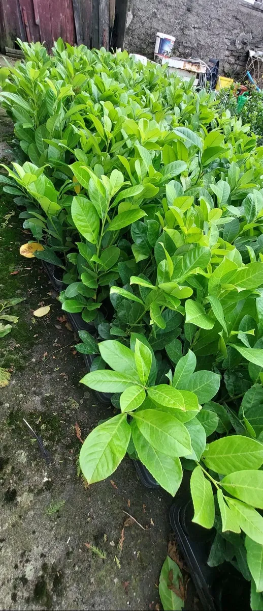 Laurel Hedging - Image 2