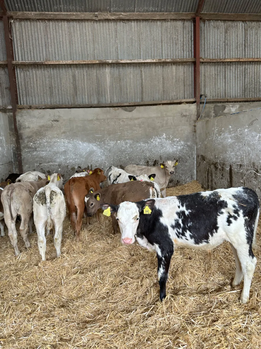 Charolais blue and lim bulls - Image 2
