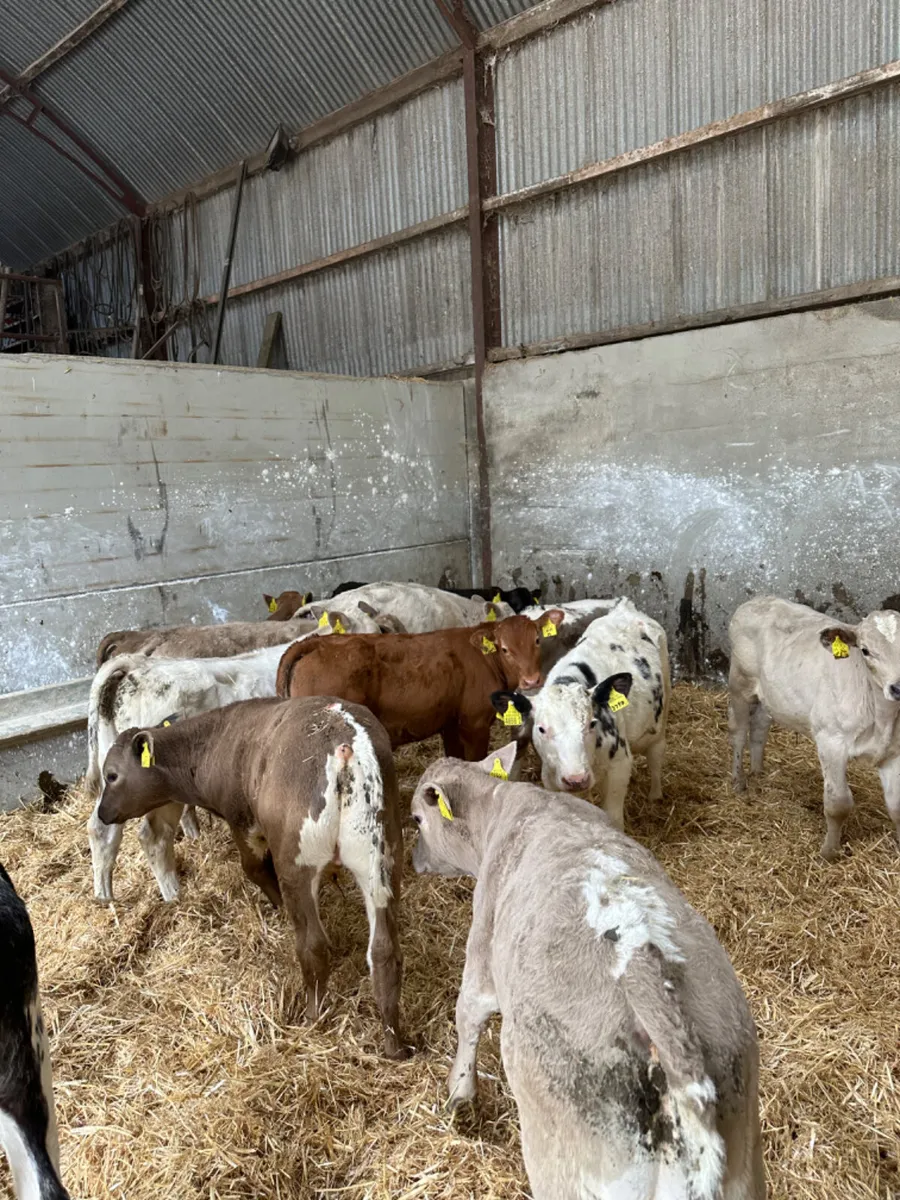 Charolais blue and lim bulls - Image 3