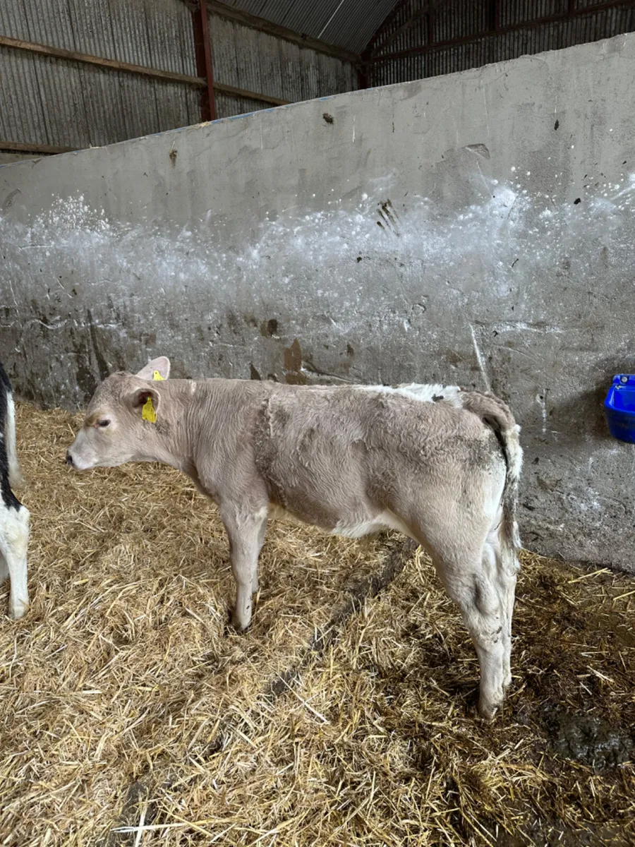 Charolais blue and lim bulls - Image 1