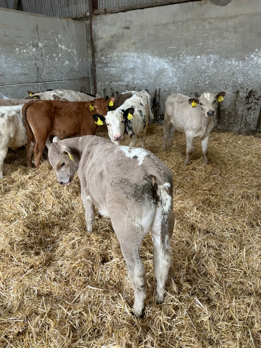 Charolais blue and lim bulls - Image 4