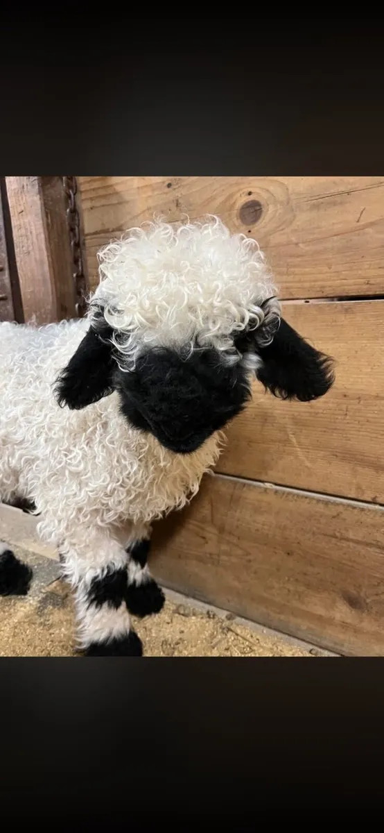 Valais ewe lamb
