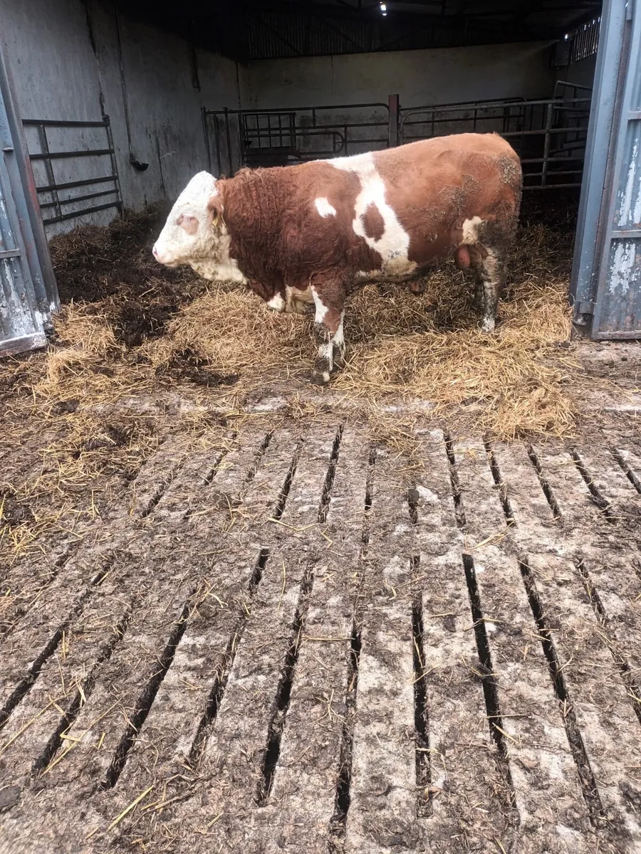 Fleckvieh Bull - Image 1