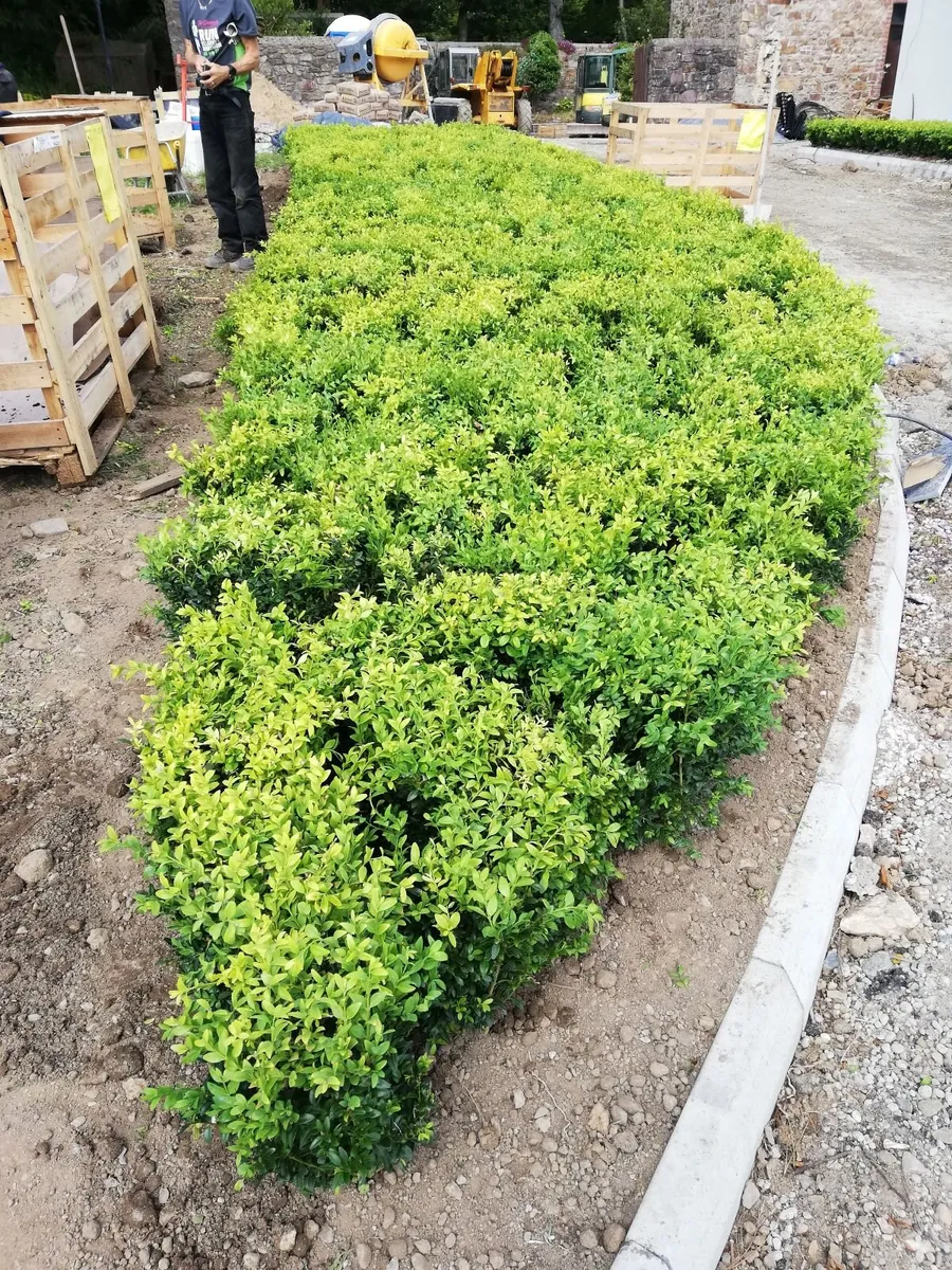 Box Hedging - Image 2