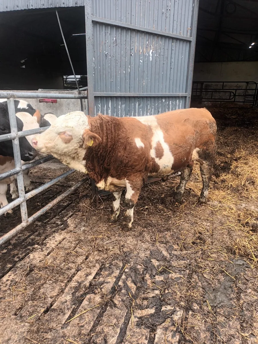 Fleckvieh Bull - Image 2