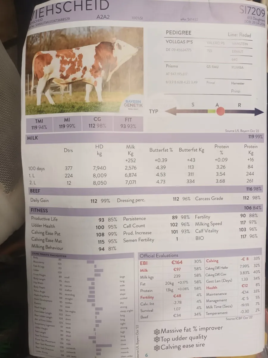 Fleckvieh Bull - Image 4
