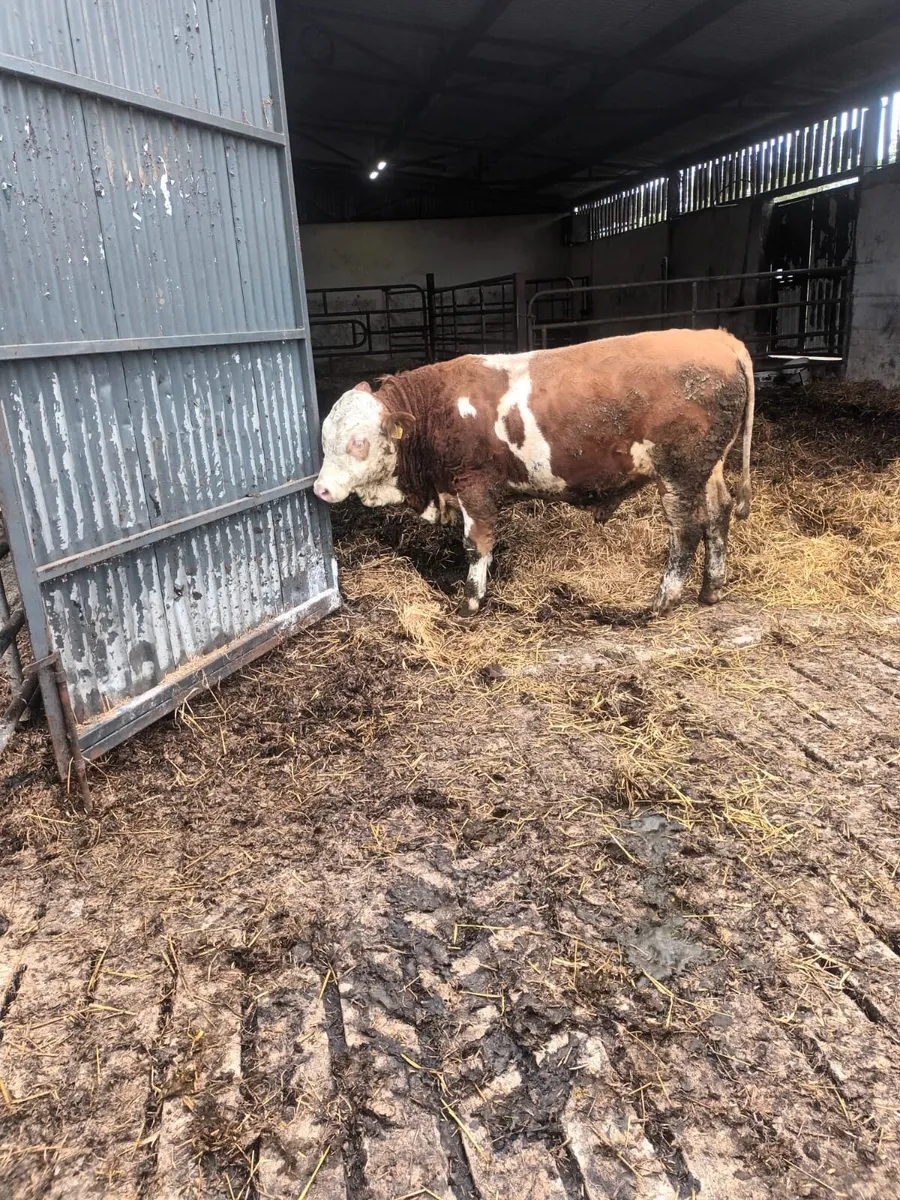 Fleckvieh Bull - Image 3