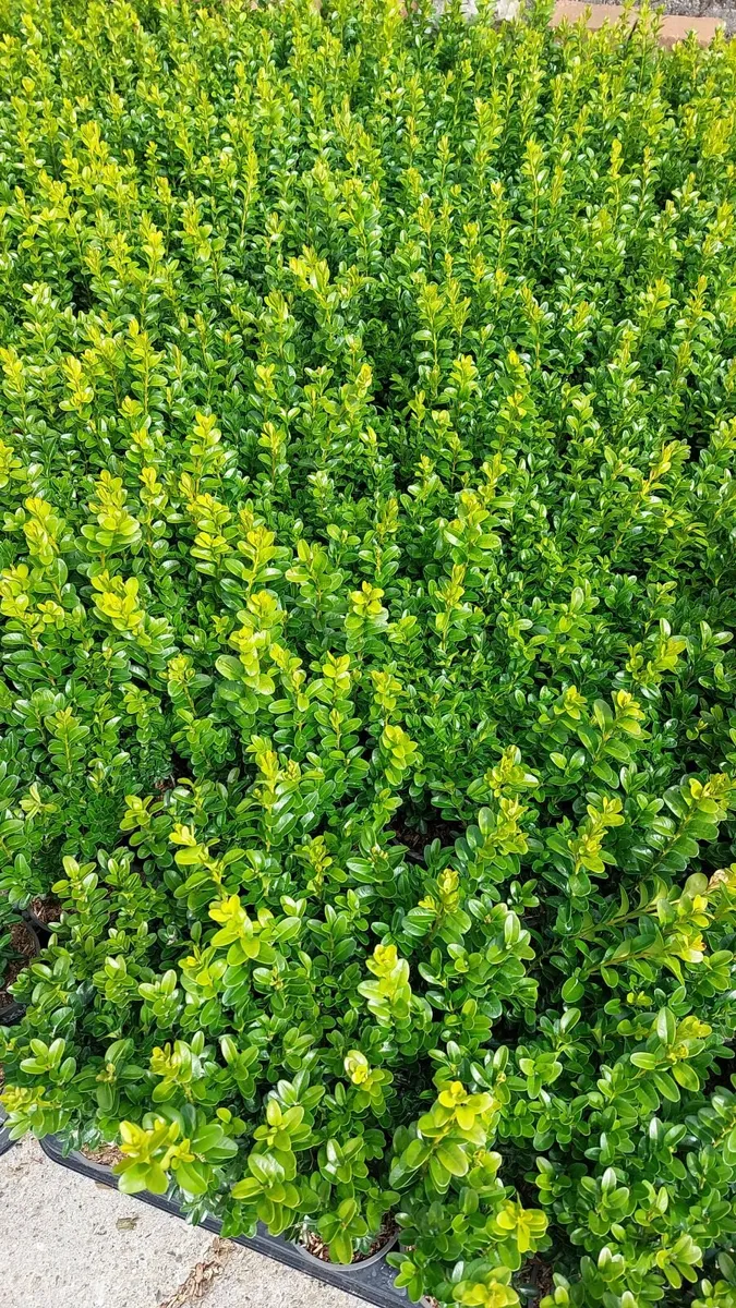 Box Hedging - Image 1