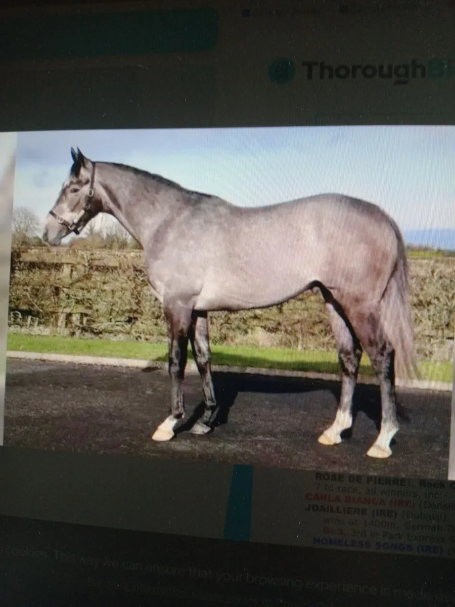 SASSOFORTNO STANDING AT STUD