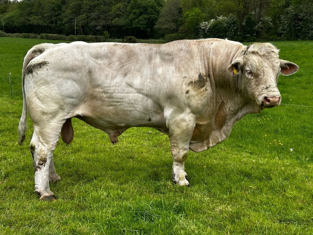 Bull - Image 1
