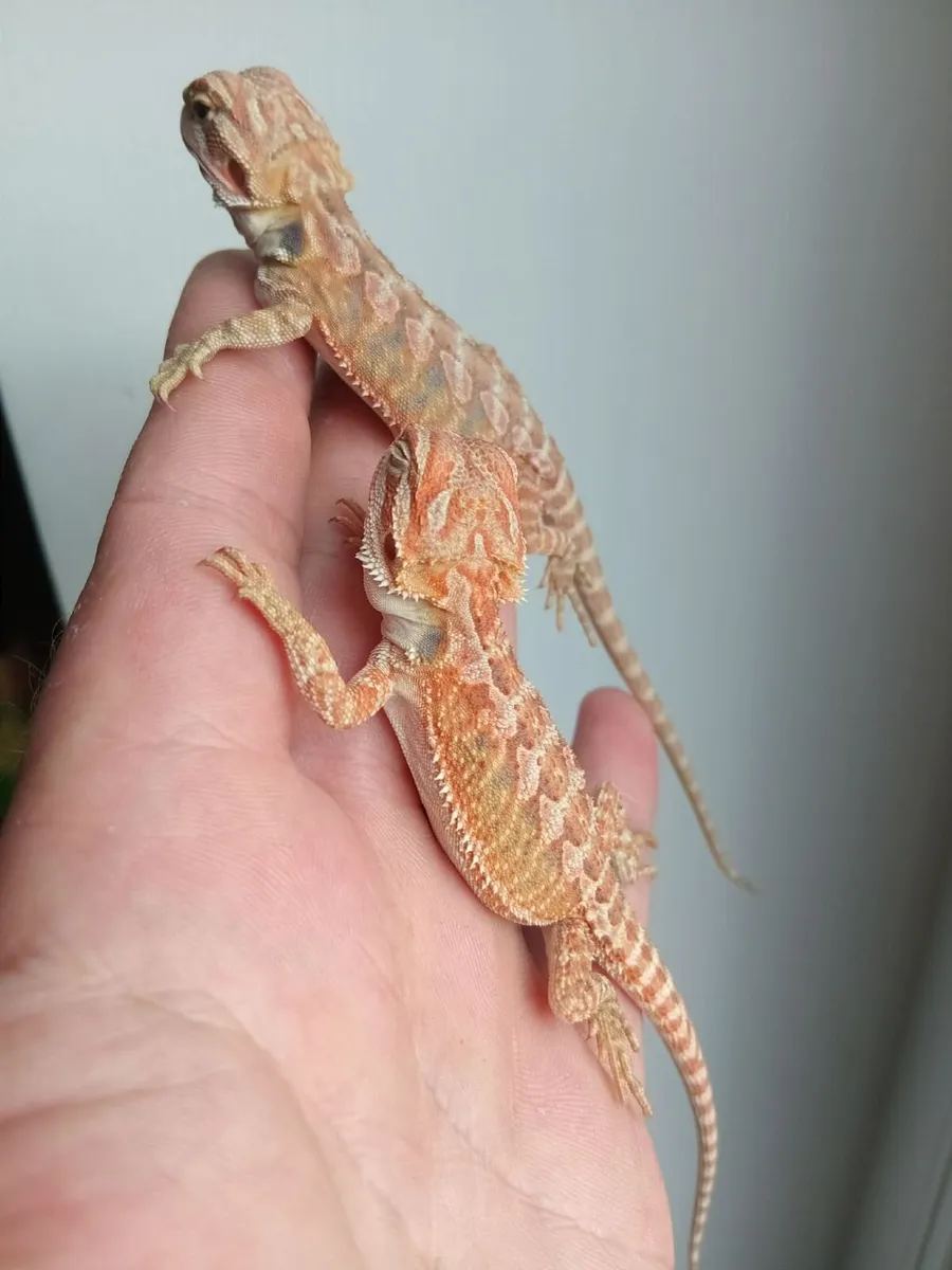 2 bearded dragons 3 months old - Image 2