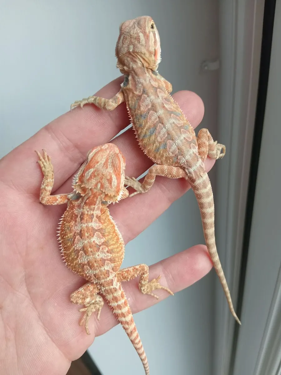 2 bearded dragons 3 months old - Image 1