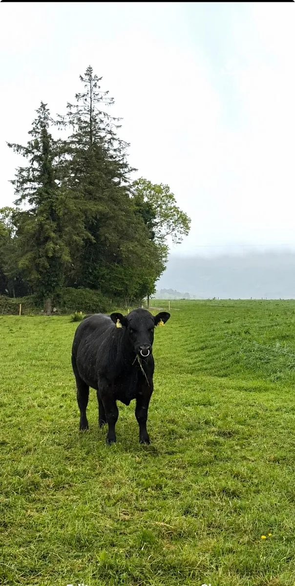 Pedigree Angus bull - Image 3
