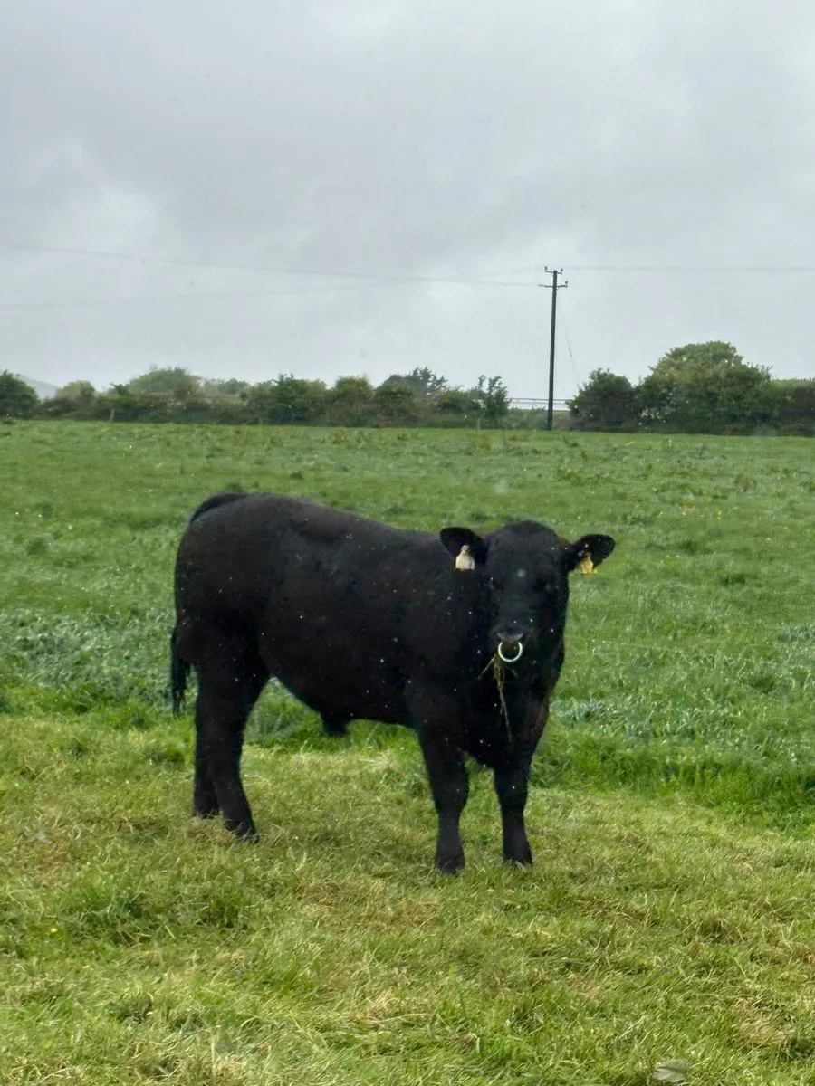 Pedigree Angus bull - Image 4