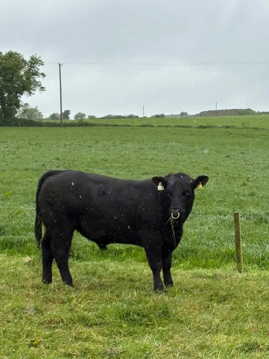 Pedigree Angus bull - Image 1