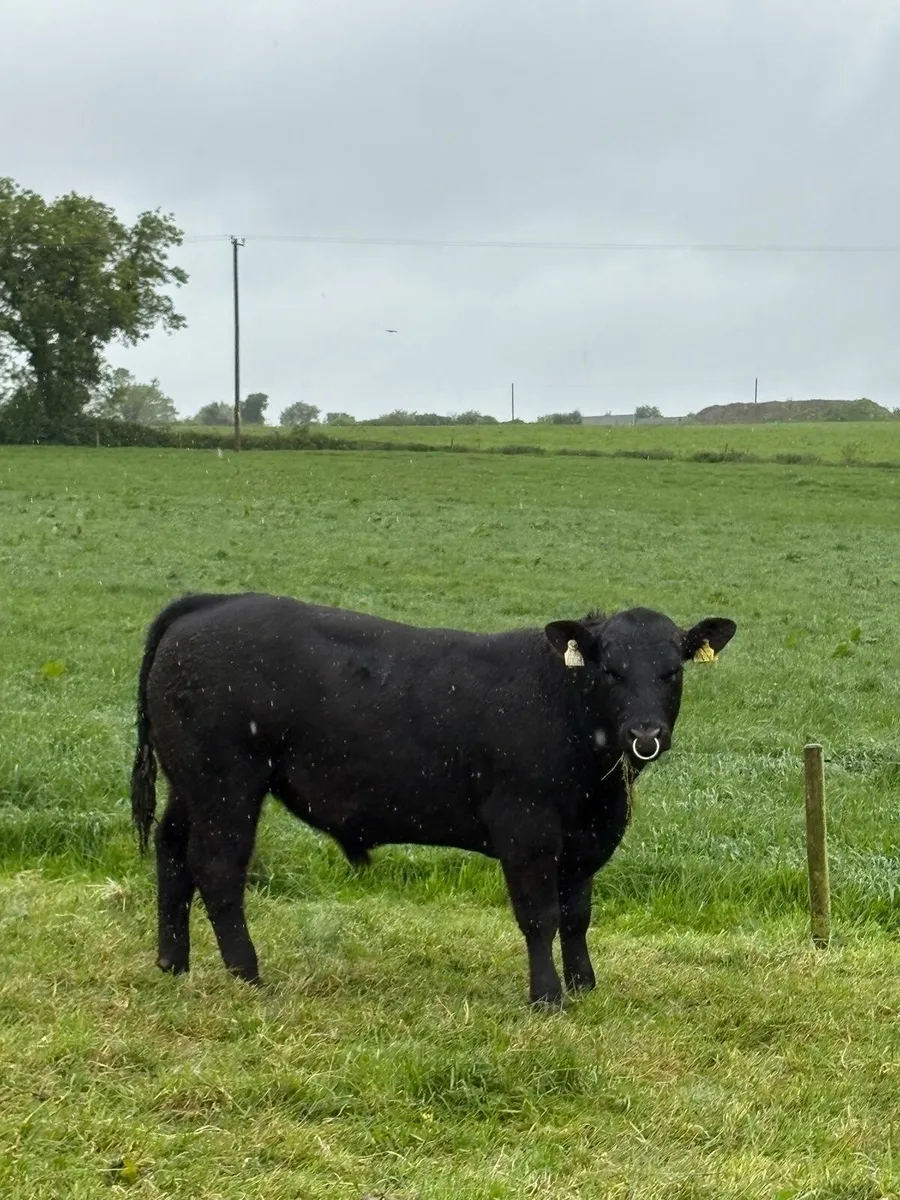 Pedigree Angus bull - Image 2