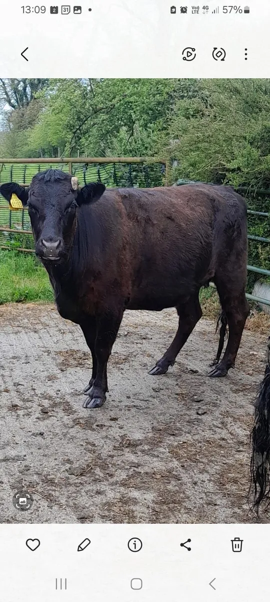 Dexter Springing Heifers - Image 1
