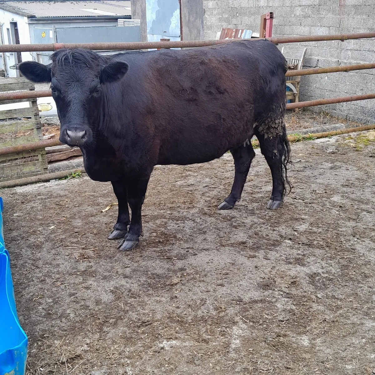 Dexter Springing Heifers - Image 2