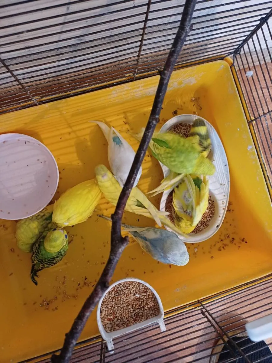 Adorable Budgies - Image 2