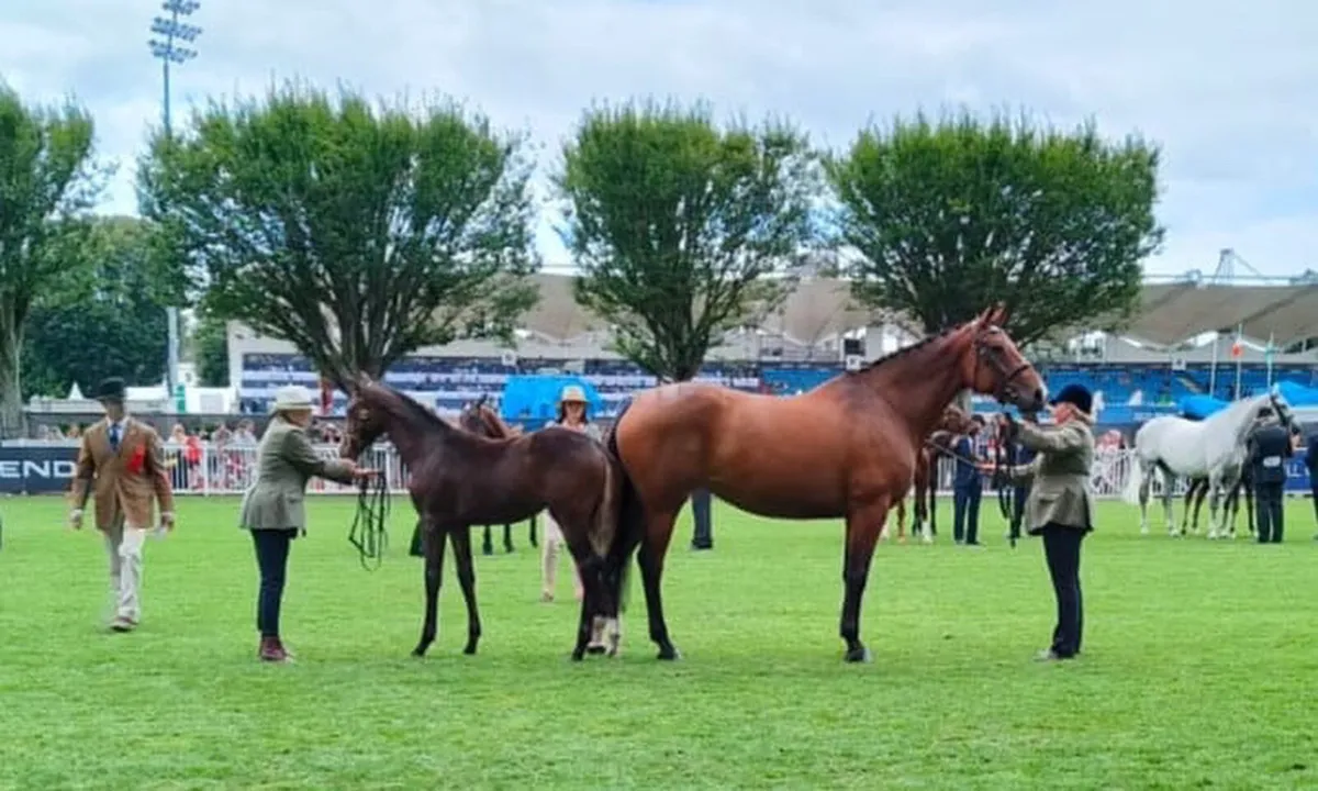 🍀 SCHOOLING LIVERY 🍀 - Image 3