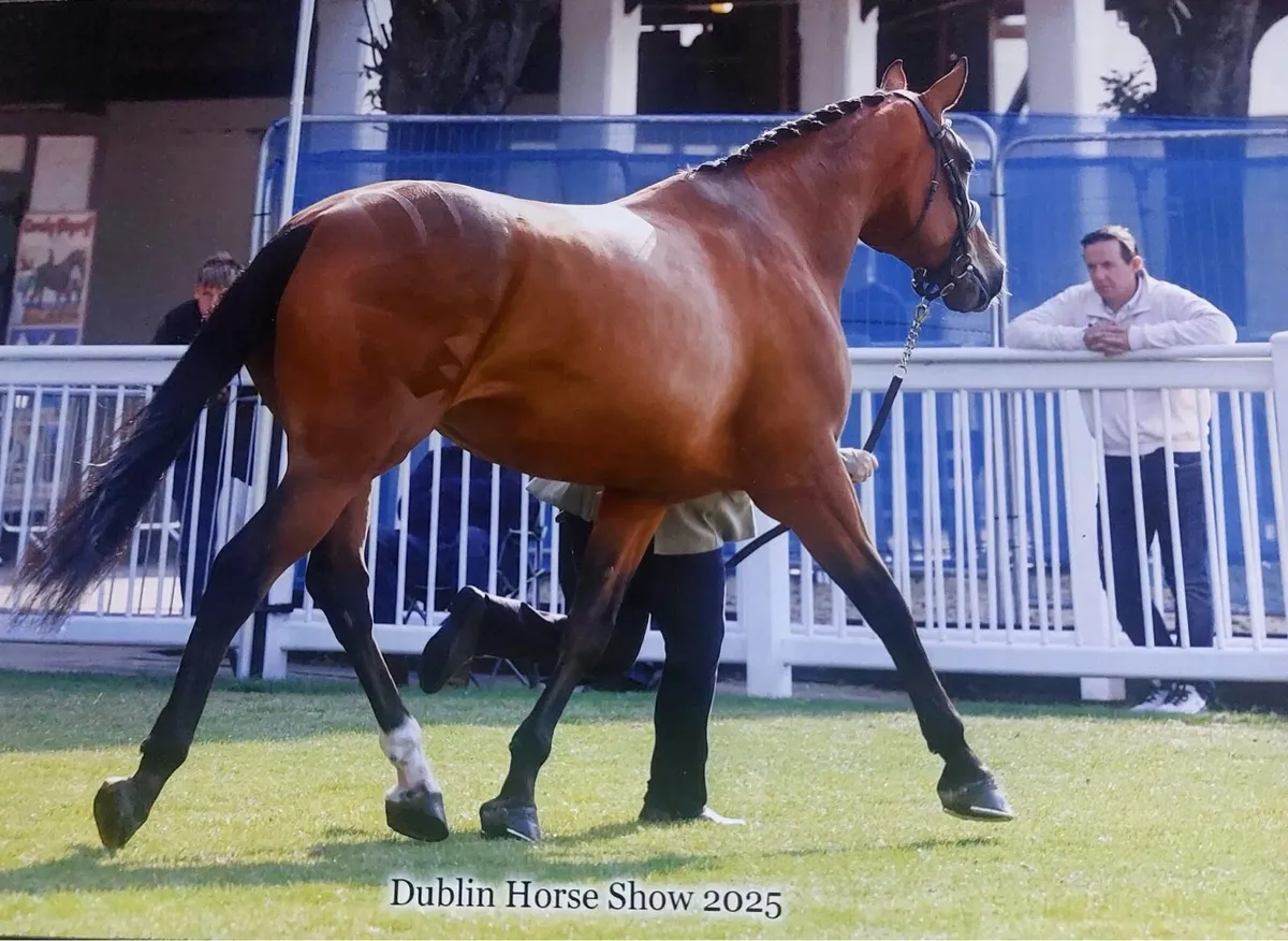 🍀 SCHOOLING LIVERY 🍀 - Image 4