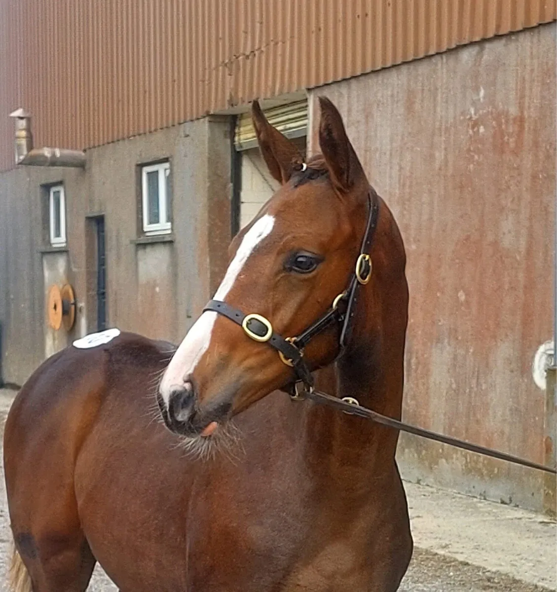 SCHOOLING LIVERY - TAKING BOOKINGS FROM 20th JUNE - Image 4