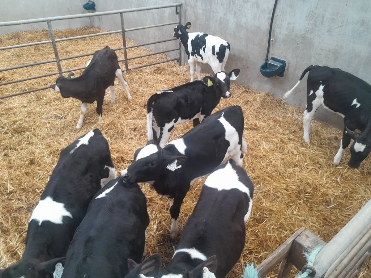 Fr heifer Calves - Image 3