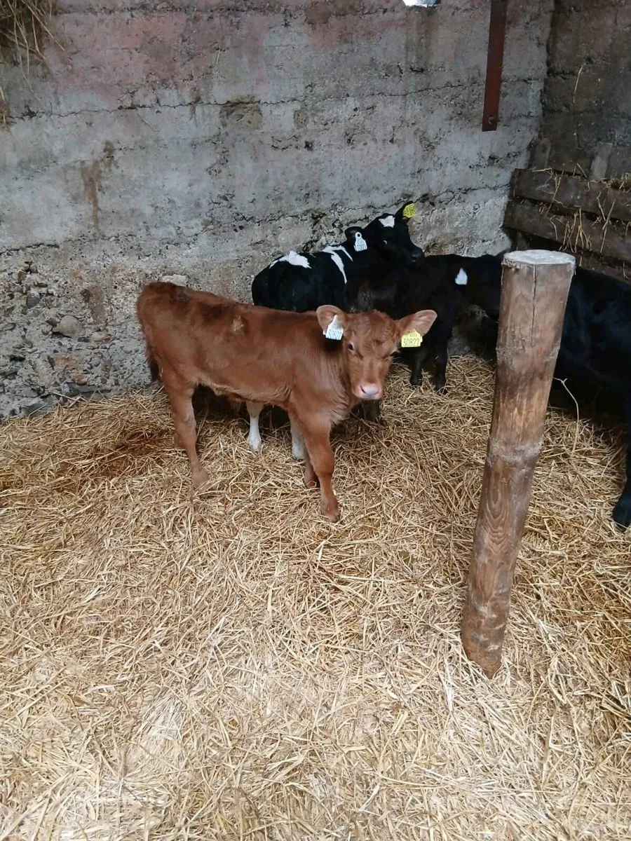 Calves - Image 4