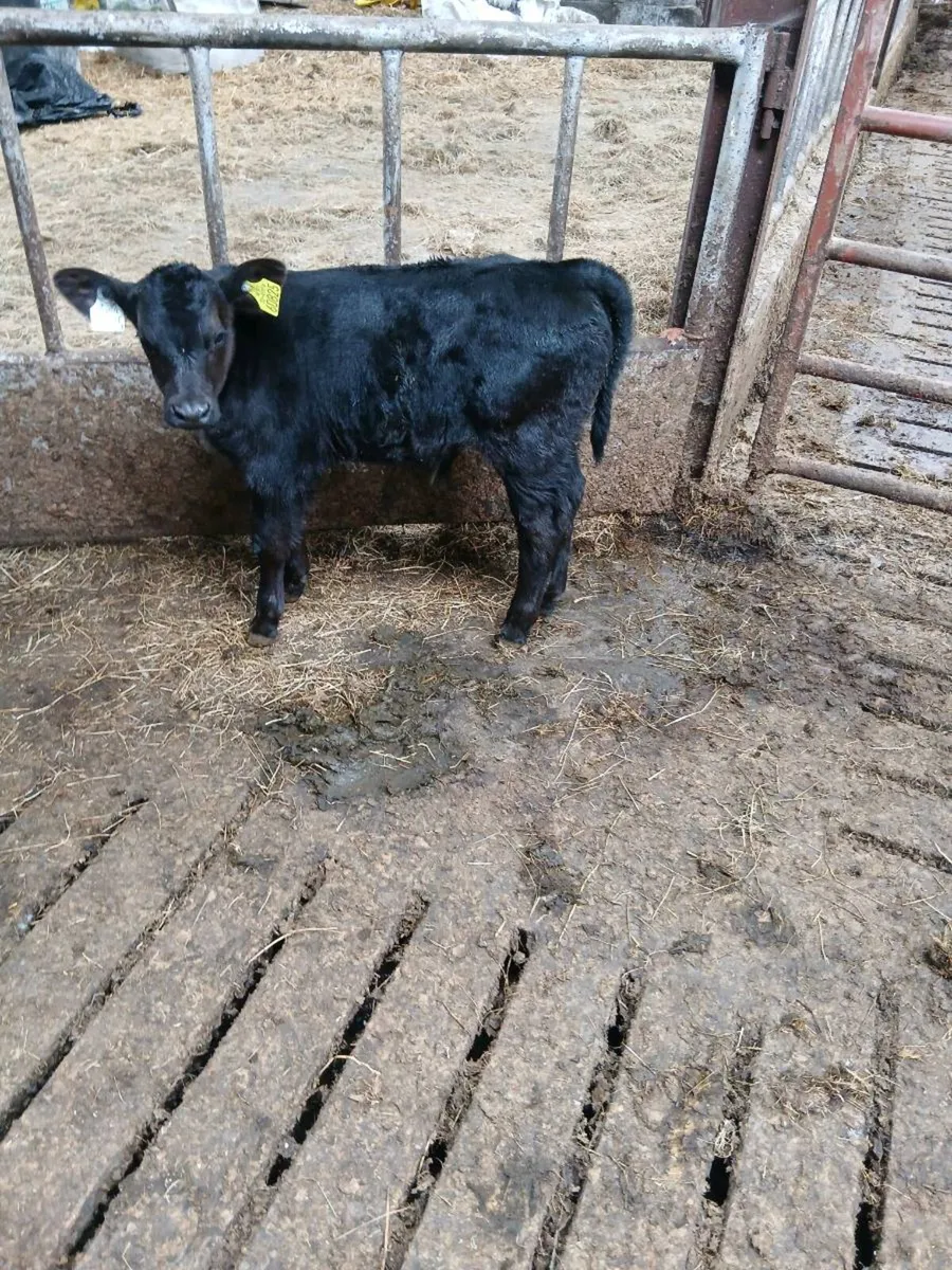 Calves - Image 1