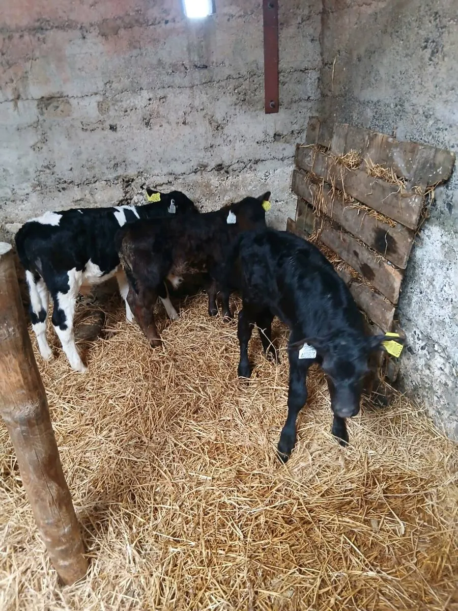 Calves - Image 2