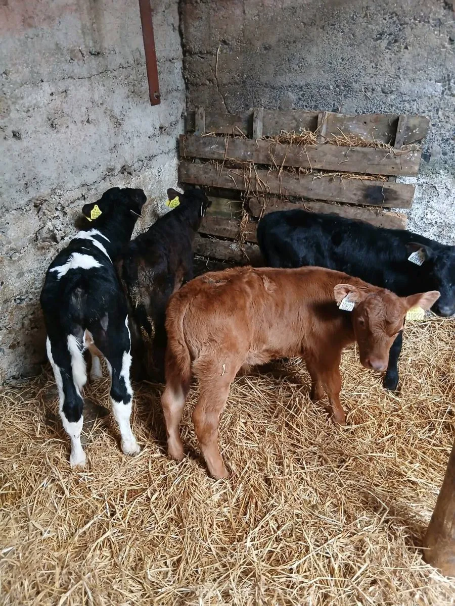 Calves - Image 3