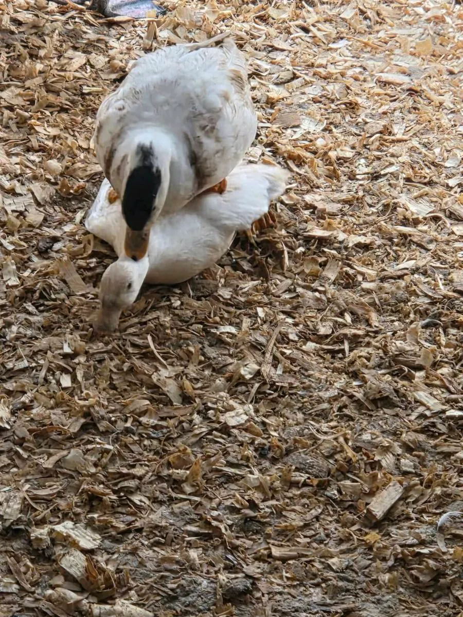 Call Ducks - Image 2
