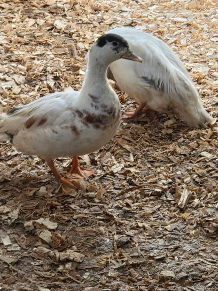 Call Ducks - Image 3