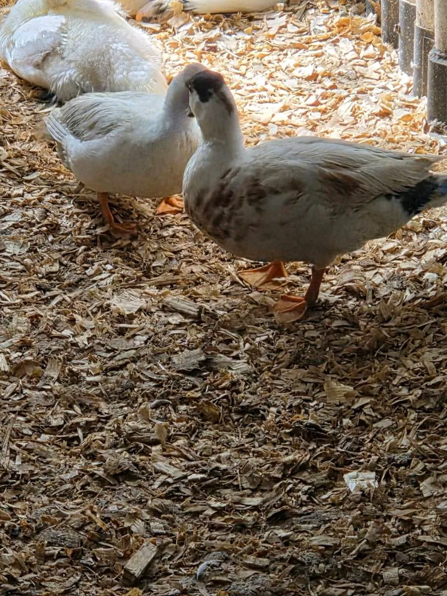 Call Ducks - Image 4