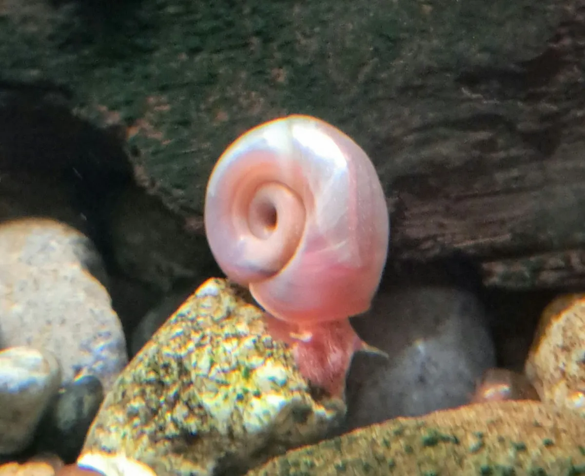 Ramshorn snails (freshwater) - Image 1
