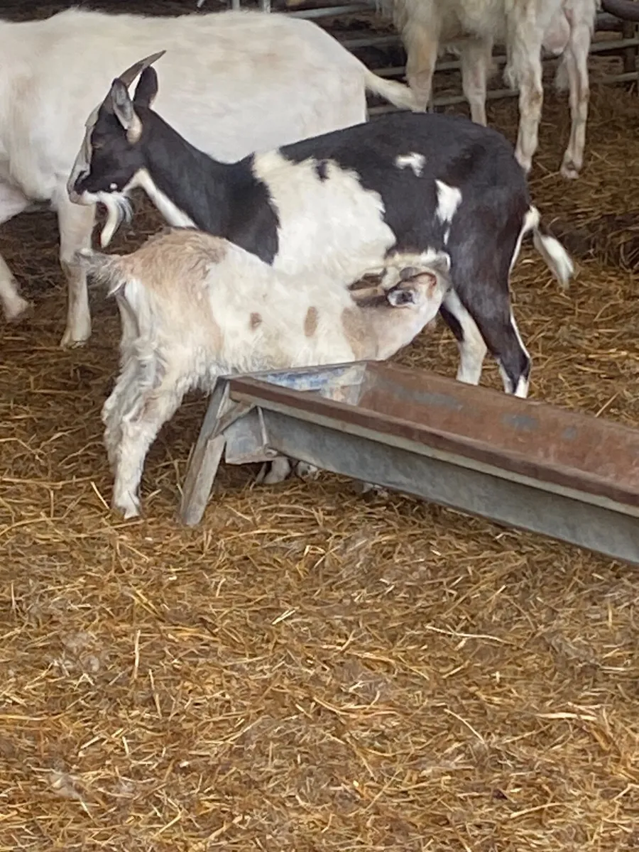 Goats - Image 1
