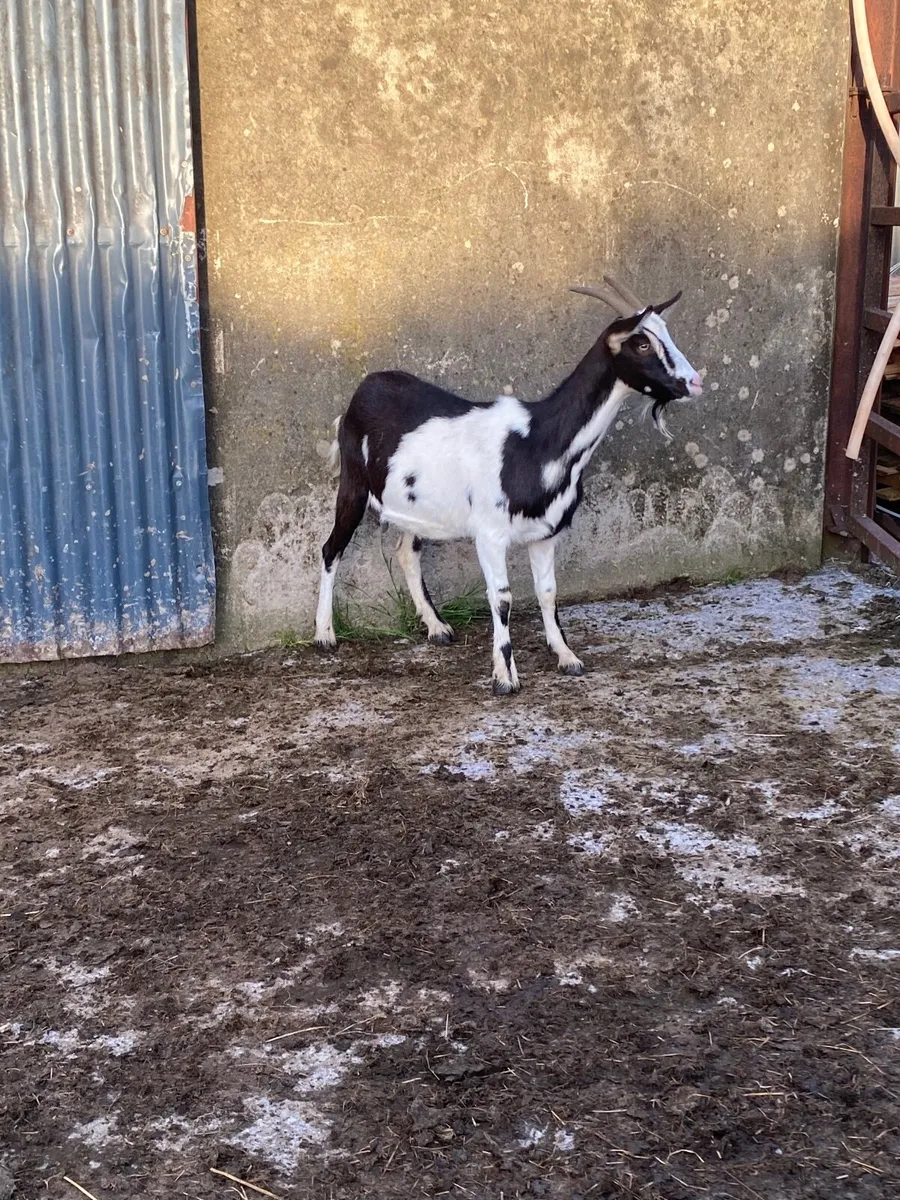 Goats - Image 4