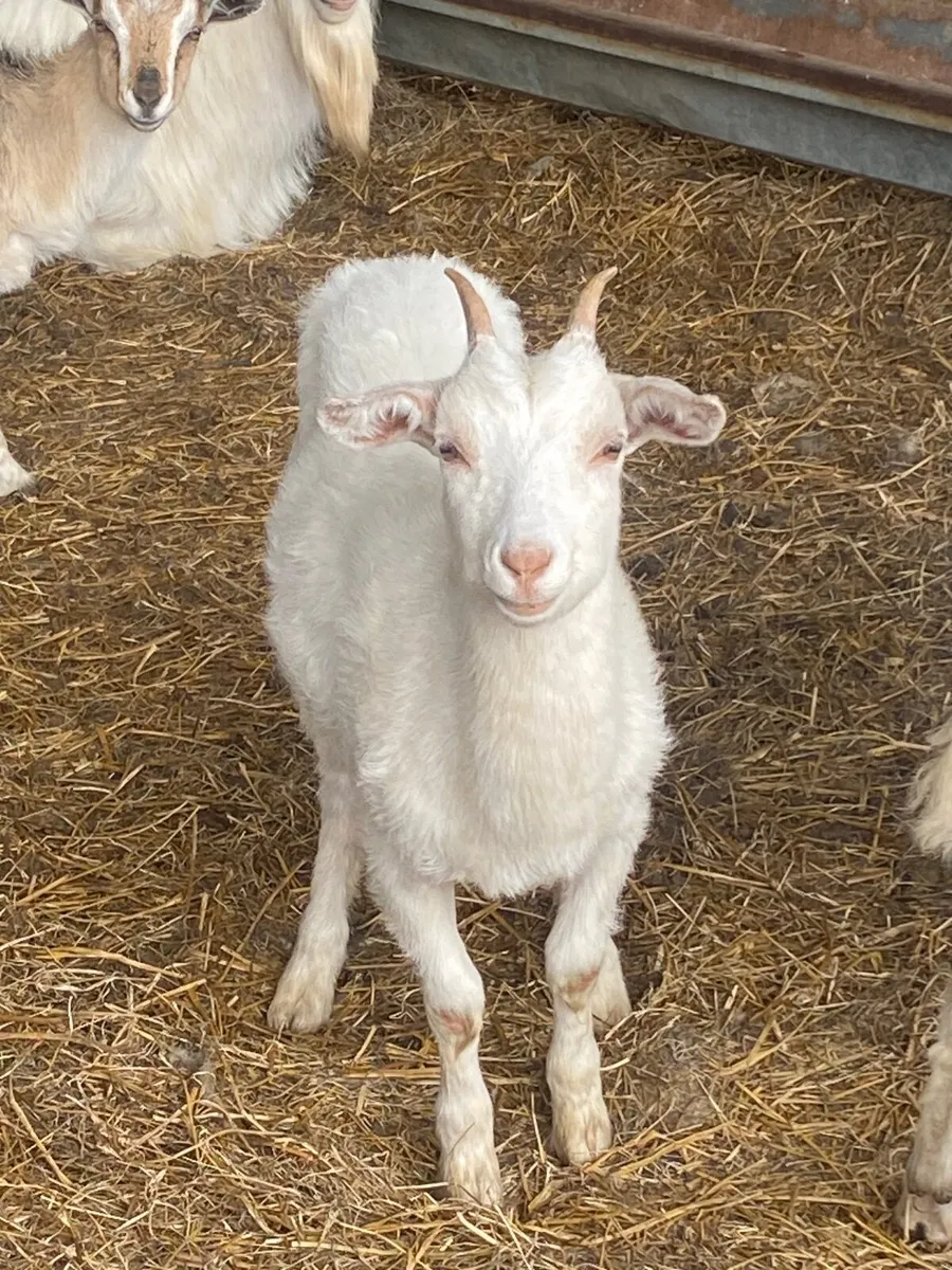 Goats - Image 2